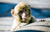 Young Gibraltar Ape (Macaca sylvanus L ) peering over a wall , Gibraltar, Europe